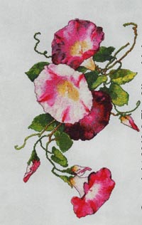 Ruby Morning Glory