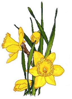 Daffodils