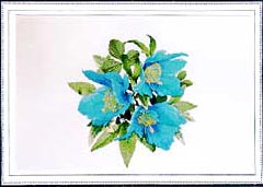 Himalayan Blue Poppy