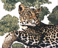 Lazy Leopard