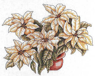 White Poinsettia