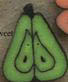 cb1015 Lg. Lime Pear - Just Another Button Co