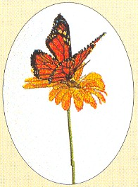 Monarch Butterfly Kit