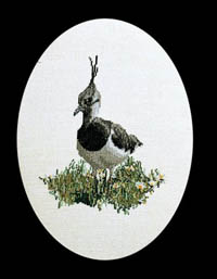 Peewit Kit