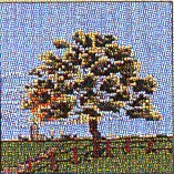 Tree - Summer Kit