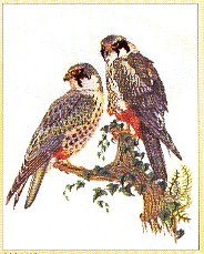 Hawks Kit