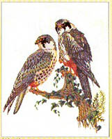 Hawks Kit