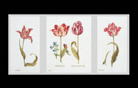 Tulips Kit