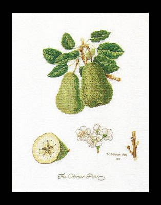 Pears Kit