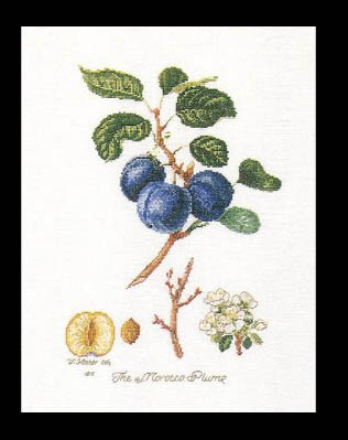 Morrocco Plum Kit