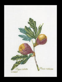 Figs Kit