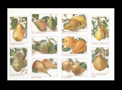 Pears Kit