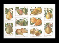 Pears Kit