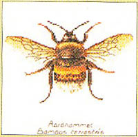 Bee Kit