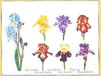 Iris Assortment Kit