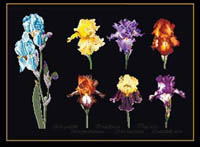 Iris Assortment Kit