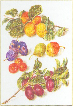 Assortment of Fruit Kit