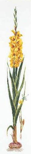 Yellow Gladiolas Kit