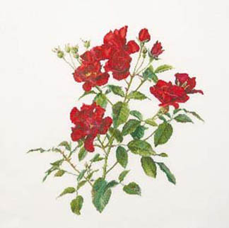Red Roses Kit