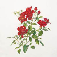 Red Roses Kit