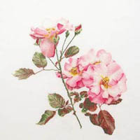 Pink Roses Kit