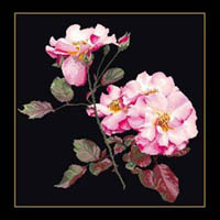 Pink Roses Kit