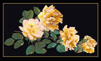 Peace Rose Kit