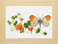 Orange Tip Butterfly Kit