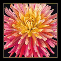 Dahlia Pillow Kit