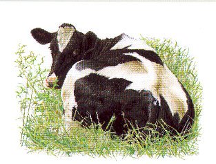 Holstein Cow Looking Back Kit