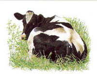Holstein Cow Looking Back Kit