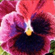 Pansy Kit