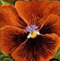 Pansy Kit