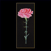 Pink Carnation on Black Kit