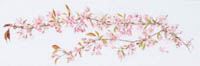 Sakura Kit 