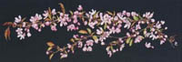 Sakura Kit on Black