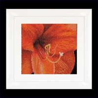 Amaryllis Kit