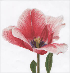 Pink Darwin Hybrid Tulip Kit