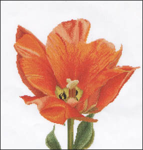 Orange Triumph Hybrid Tulip Kit