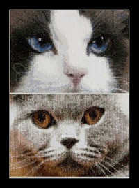 Cats - Smokey & Blu Kit