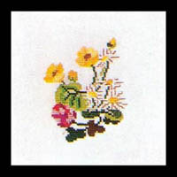 Cosmea