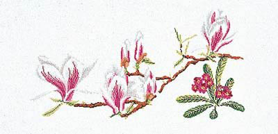 Magnolia Primula