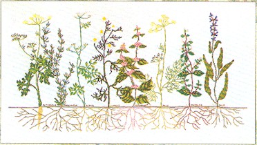 Cross-section Floral Kit