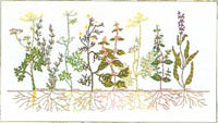 Cross-section Floral Kit
