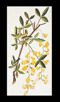 Laburnum Kit