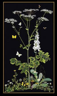 Queen Ann's Lace Kit