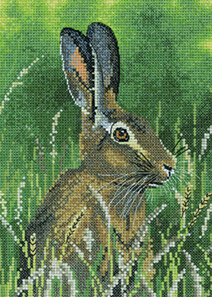Nigel Artingstall Wildlife - Hare