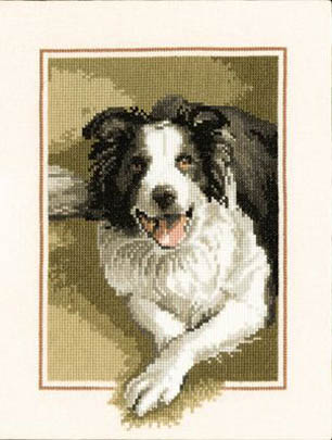 Dog Collection - Border Collie