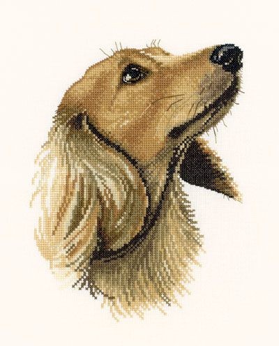 Dog Portraits - Jasper                              