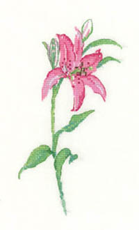 Flowers - Pink Lily